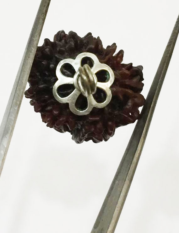 9 Mukhi Certified Rudraksha Silver Pendant (Nepal Origin)